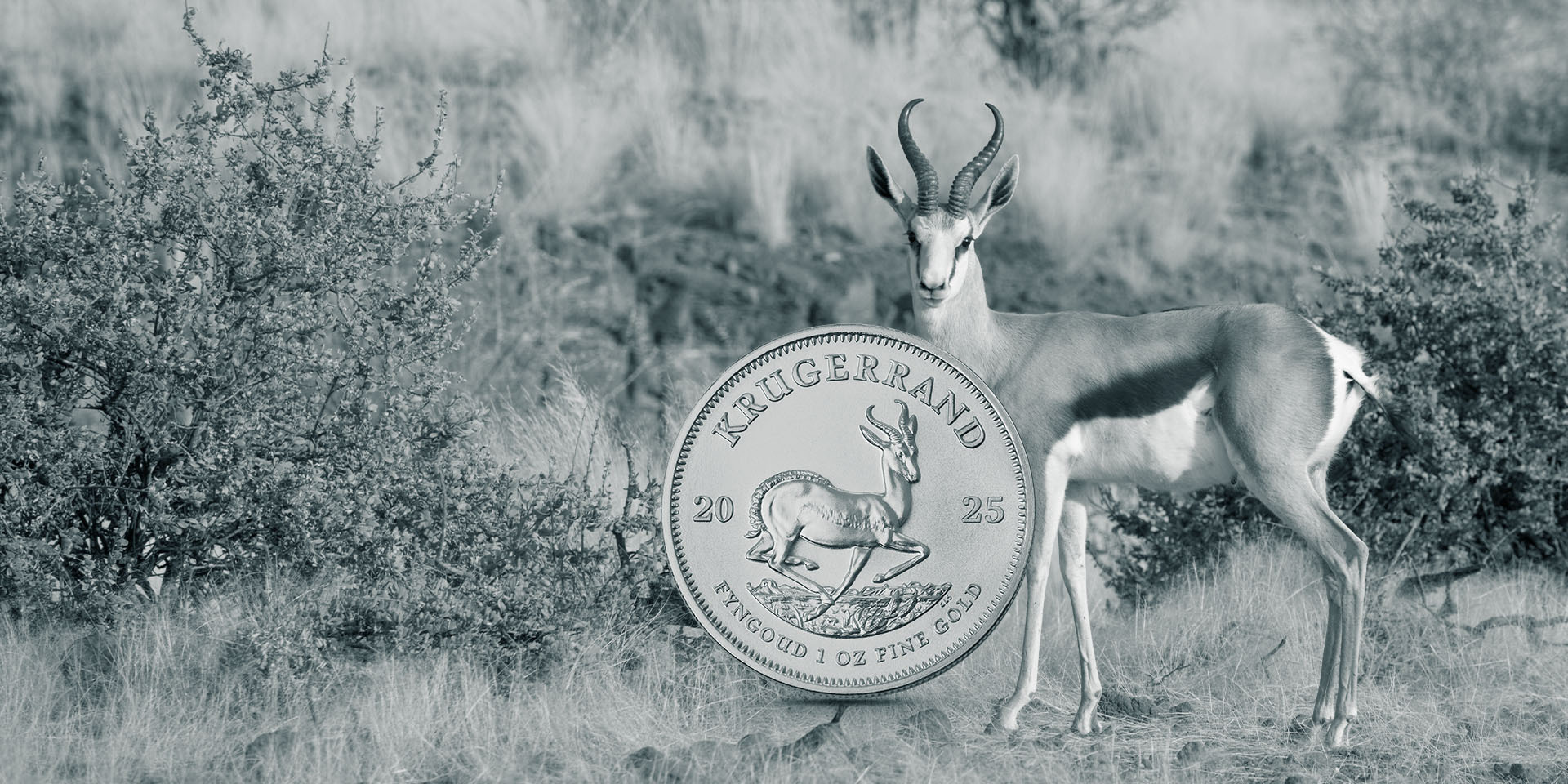 Eine Südafrikanische Krügerrand-Goldmünze mit Antilopenmotiv steht frei vor einem Foto einer Antilope in der Savanne