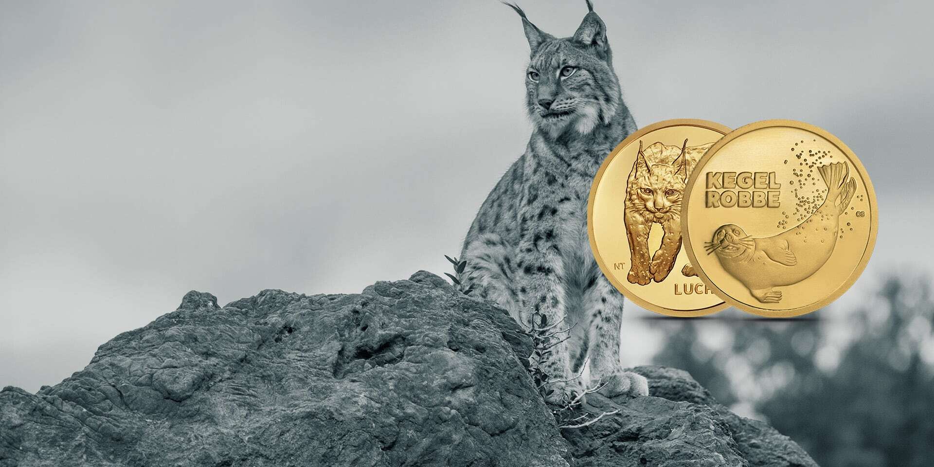 Goldmünzen der Serie „Rückkehr der Wildtiere“ mit Luchs- und Kegelrobbenmotiv vor wildem Luchs auf Felsenlandschaft